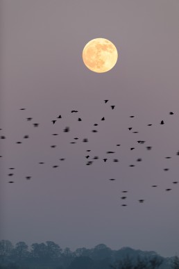 View of the supermoon from terrace window as starlings fly past