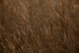 Dew drops sparkle on long grasses, Burley in Wharfedale.