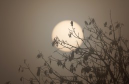 Starlings (Sturnus vulgaris) perch, silhouetted by a hazy sunrise, Burley in Wharfedale.