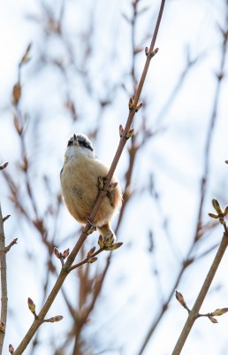 A nuthatch balances high in budding tree branches, Burley in Wharfedale.