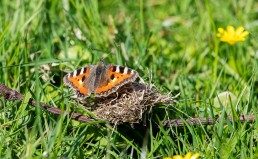 A small tortoiseshell butterfly (Aglais urticae) rests on the sun-warmed grass of Sun Lane Nature Reserve, Burley in Wharfedale.
