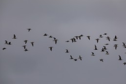 A glorious flock of curlew (Numenius arquata) on the wing, Burley in Wharfedale.