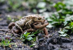 A mating pair of common toads (Bufo bufo), Burley in Wharfedale.
