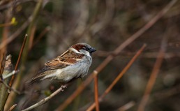 A house sparrow (Passer domesticus) perched in a hedgerow, Burley in Wharfedale.