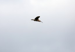 A curlew (Numenius arquata) glides against a pale sky, Burley in Wharfedale.