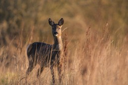 A roe deer (Capreolus capreolus) is suddenly aware of the photographer, Burley in Wharfedale.
