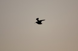 A single curlew (Numenius arquata) in flight, Burley in Wharfedale.