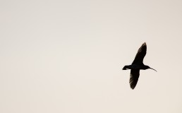 A striking image of a curlew (Numenius arquata) in flight, silhouetted against a pale sky, Burley in Wharfedale.
