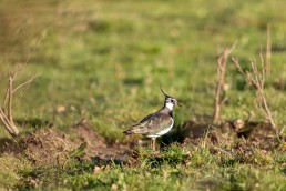 An iridescent lapwing (Vanellus vanellus) in a grassy field, Burley in Wharfedale.