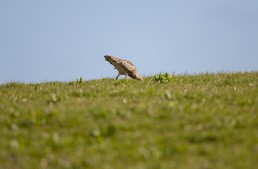 Burrowing in the grass, a curlew (Numenius arquata) forages for food, Burley in Wharfedale.