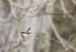 On the alert! A Long-tailed tit calls from a lichen-covered branch, Burley in Wharfedale.