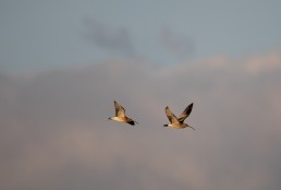 Two curlew fly together catching the evening light, Burley in Wharfedale.