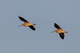 Two curlew glide in unison across a clear sky at Sun Lane Nature Reserve, Burley in Wharfedale.