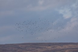 A flock of birds soar over moorland landscape, Burley in Wharfedale.
