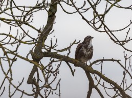 A buzzard (Buteo buteo) watches the sky from its perch, Burley in Wharfedale.