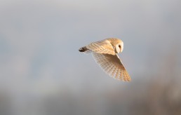 Swooping past in profile, a barn owl (Tyto alba) glides into the light, Burley in Wharfedale.