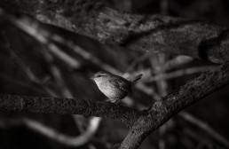 A tiny wren (Troglodytes troglodytes) perched on a branch calling its joyful song, Burley in Wharfedale.