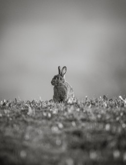 An alert rabbit (Oryctolagus cuniculus) sits up for a better view, Burley in Wharfedale.