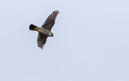 Adult Peregrine Falcon in flight