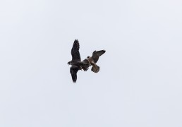 Peregrine fledglings mid air fight