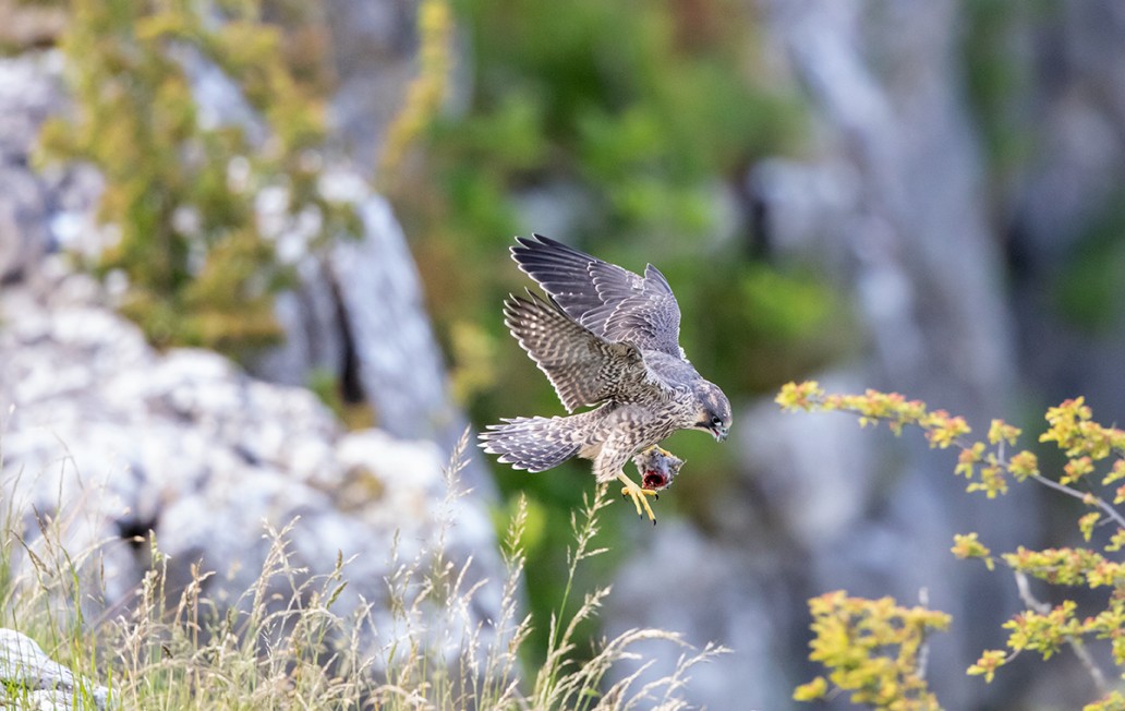 Young Peregrine fledgling in flight with prey at Malham Cove