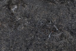Charred bones on Ilkley Moor after fire