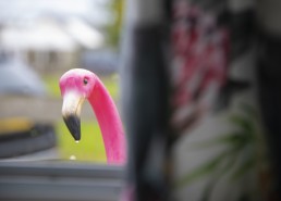 Plastic flamingo looking through window