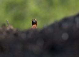 Red Grouse on Ilkley Moor after fire