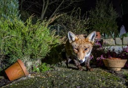 Fox in garden at night