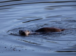 Otter on the river Wharfe, Ben Rhydding Nature Reserve