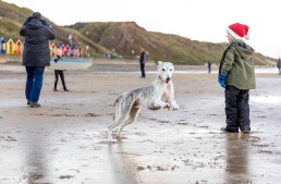 Alfie Grey Lurcher dog on Saltburn Beach Yorkshire