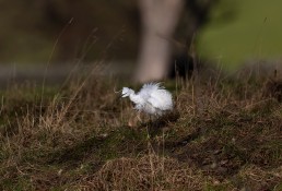 Little Egret shaking it's head and feathers raised