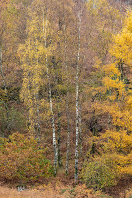 Autumn trees and birch in the lakes