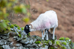 Swaledale sheep on drystone wall