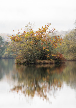 Autumn tree reflected the Lakes of rydal water, lake district