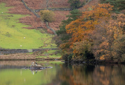 Autumn trees and colours reflected the Lakes of rydal water, lake district