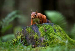 Red Squirrel climbing on tree stump, Hawes, Yorkshire Dales