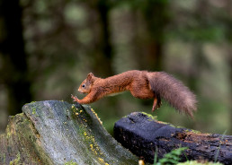Red Squirrel jumping, Hawes, Yorkshire Dales