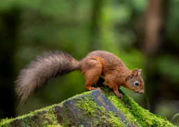 Red Squirrel, Hawes, Yorkshire Dales
