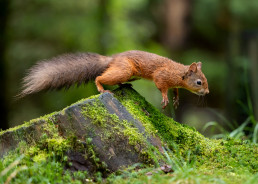 Red Squirrel leaping, Hawes, Yorkshire Dales