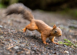Red Squirrel running, Hawes, Yorkshire Dales