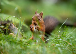 Red Squirrel standing, Hawes, Yorkshire Dales