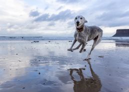 Dog running on the beach, Saltburn, Yorkshire coast