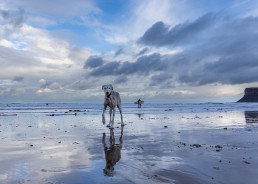Dog portrait on the beach, Saltburn, Yorkshire coast, Lurcher