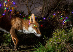 Urban fox in suburban garden with christmas lights