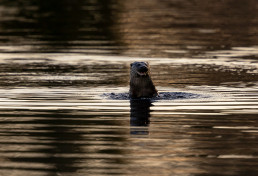 Otter breaking the surface while hunting on the river wharfe