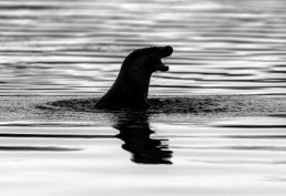 Silhouetted otter hunting on the river wharfe