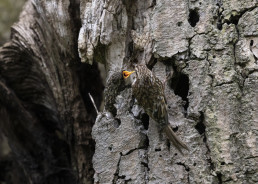Treecreeper, Certhiidae feeding young nesting in an old tree feeding young