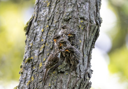 Treecreeper, Certhiidae feeding young fledglings in an old tree
