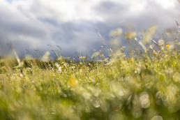 Detail of wildflower meadow glistening in the rain
